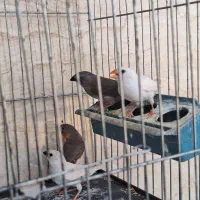 یک جفت فنچ  تخم گذار