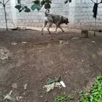 توله سگ عراقی پژدر اصیل نصل قهرمان