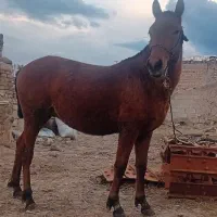 اسب نر|اسب و تجهیزات اسب‌سواری|اردبیل, |دیوار