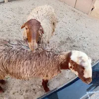 گوسفند|حیوانات مزرعه|کوهدشت, |دیوار