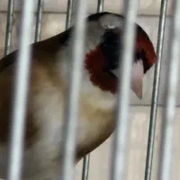 سهره کردستان