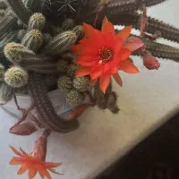 گل طبیعی کاکتوس گلده