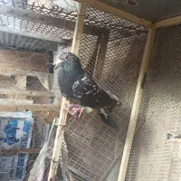 کبوتر|پرنده|شیراز, کیان شهر|دیوار