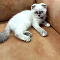 گربه نژاد اسکاتیش