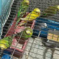 مرغ عشق|پرنده|خلخال, |دیوار