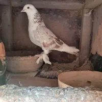 کبوتر(کفتر)