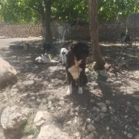 سگ خوب|سگ|یاسوج, |دیوار