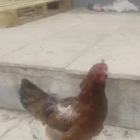 مرغ اصیل