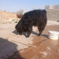 بزغاله نر