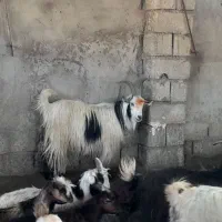 بزبابیگ درجه یک
