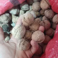 گردوی توآباد
