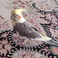 عروس هلندی