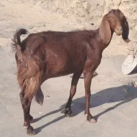 بز افغانی شیرا