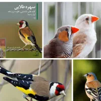 فنچ سهره اهوازی