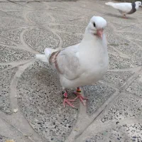 کبوتر|پرنده|کوهدشت, |دیوار