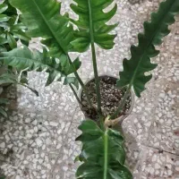 حراج گل فیلودندرون کنگره