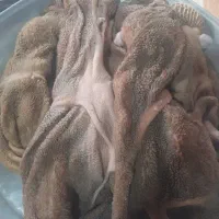 سیرابی گوسفندی دونه ۲۵۰ تومن