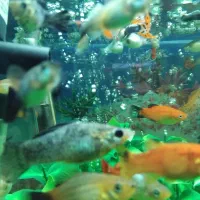 بچه ماهی و مولد  مولی و گوپی و دم شمشیری