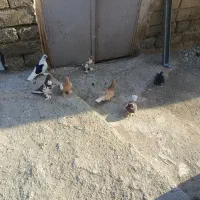 کبوتر سسلی