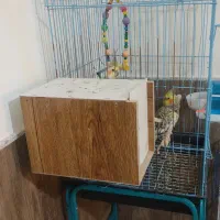 عروس هلندی