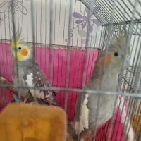 معاوضه با کفتر