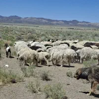 بره نر شیر  مست