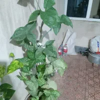 گل سینگونیوم بزرگ یک‌ونیم متری