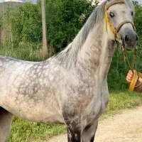 اسب عرب مصری