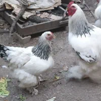 تخم نطفه دار برهما