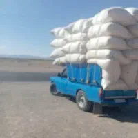 کاه گندم