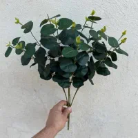 اکالیپتوس لمسی خارجی