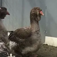 جوجه قوغاز تولوز فرانسه ۲ماهه