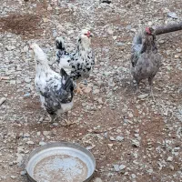 تخم مرغ گلین اصیل