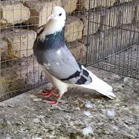 نر میولمنز اصل و ماده شازده پرشی علاوه تر
