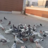 کفتر فروشی یکجا