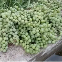 غوره ترش و آبدار