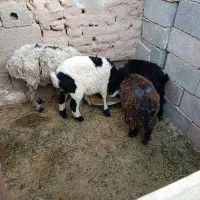 میش برهو کهره