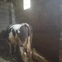 گاو