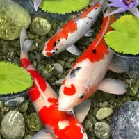 ماهی کوی ژاپنی