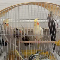 عروس هلندی جفت کارداده