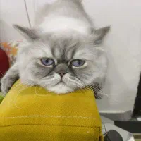 گربه پرشین کت