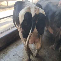 گاو گوساله تلیسه چاق