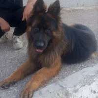 سگ ژرمن کینگ