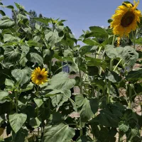 زمین کشاورزی با آبیاری بارانی