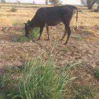 فروش گوستر