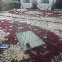 قفس