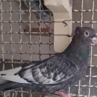 سینه هفت رنگ سینه سرخ هر۲نرفوق دروشت وجفت طوقی