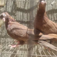 کبوتر آبادانی آس