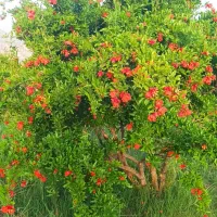 باغ انار و صنوبر