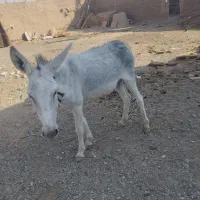 فروش‌‌الاغ